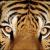 TIGRE