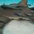 Remora